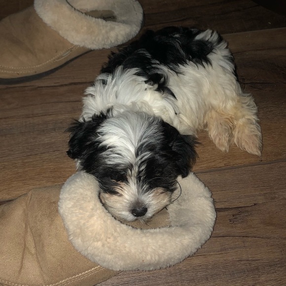 Meet your Posher, Jakci - Picture 1 of 1